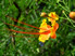 Hibiscus Flower in the Grounds